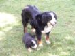 Abholung Hund 29.5.2009 (9).JPG