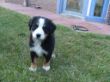 Abholung Hund 29.5.2009 (48).JPG
