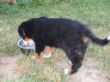 Abholung Hund 29.5.2009.JPG
